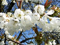 11 Cerisiers en fleurs dans l&#39;Ortenau Mösbach 10 04 2016 22
